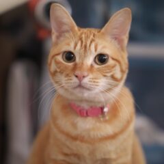 我が家の家族（猫編）その２