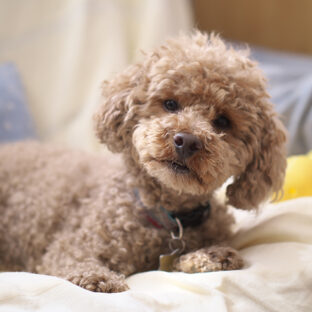 我が家の家族（犬編）その２