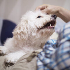 我が家の家族（犬編）その１