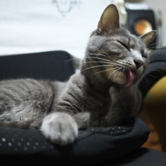 我が家の家族（猫編）その１