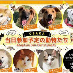 保護犬と猫の譲渡会にお邪魔しました。