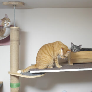 ネコ様たちの誕生日