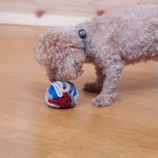 ノーズワークで愛犬の脳トレ、ストレス解消。