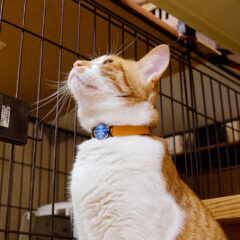 迷子札で愛する犬、猫を守る方法