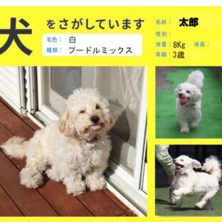 「迷子犬を見つけるための実践的な探し方」