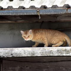 猫の脱走を防ぐための対処法とアイデア集