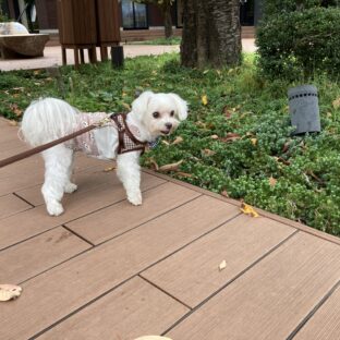犬が喜ぶ散歩中のしつけとおやつのコツ