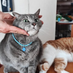 猫と人がもっと仲良くなる！コミュニケーション方法5選