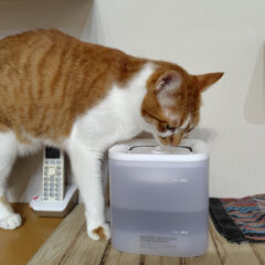猫の健康を守る！自動給水器の選び方