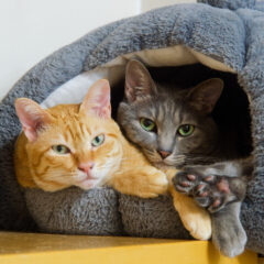 猫の暖房：安全な使い方ガイド