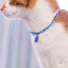 ねこに最適！迷子札の選び方ガイド