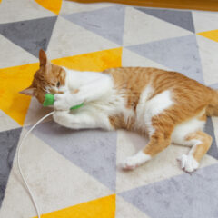 【ねこ】またたび紐おもちゃガイド